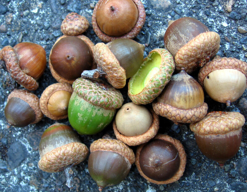 Acorns on Pavement