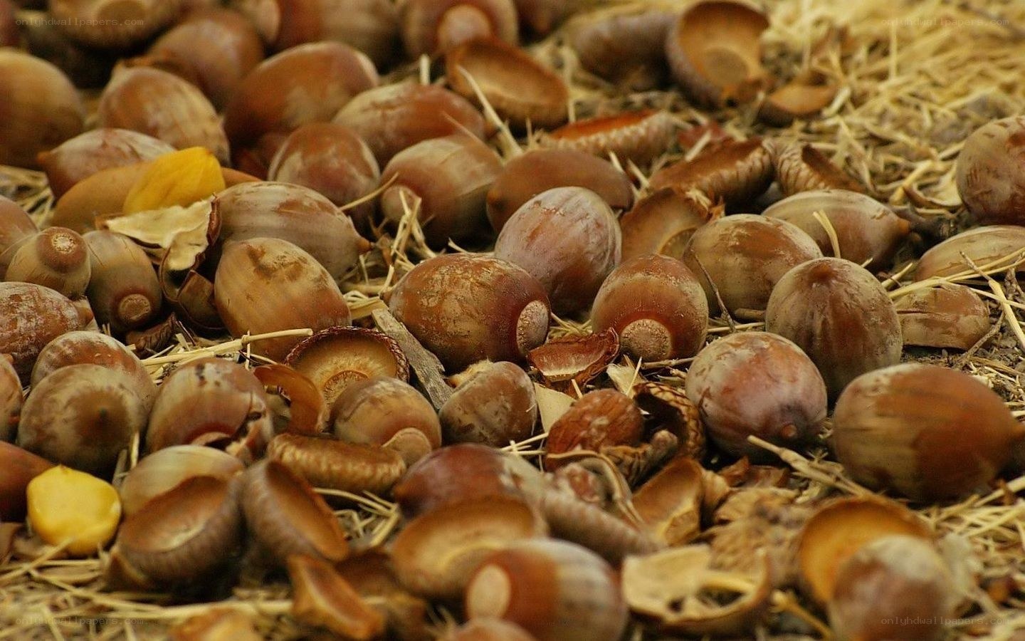 acorns on straw bedding