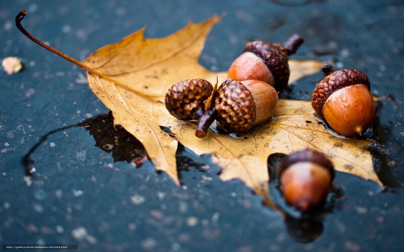 Acorns on Wet Leaf