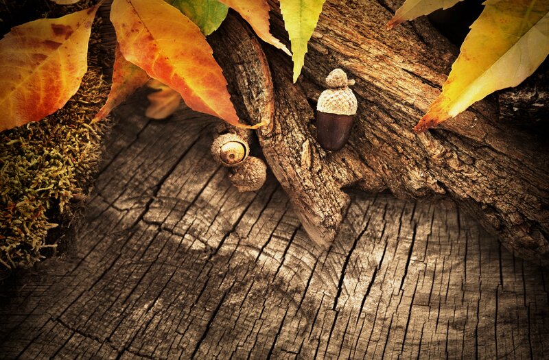 Acorns on Wooden Log