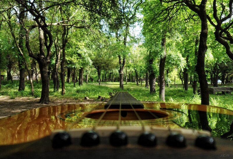 Acoustic Guitar in Forest