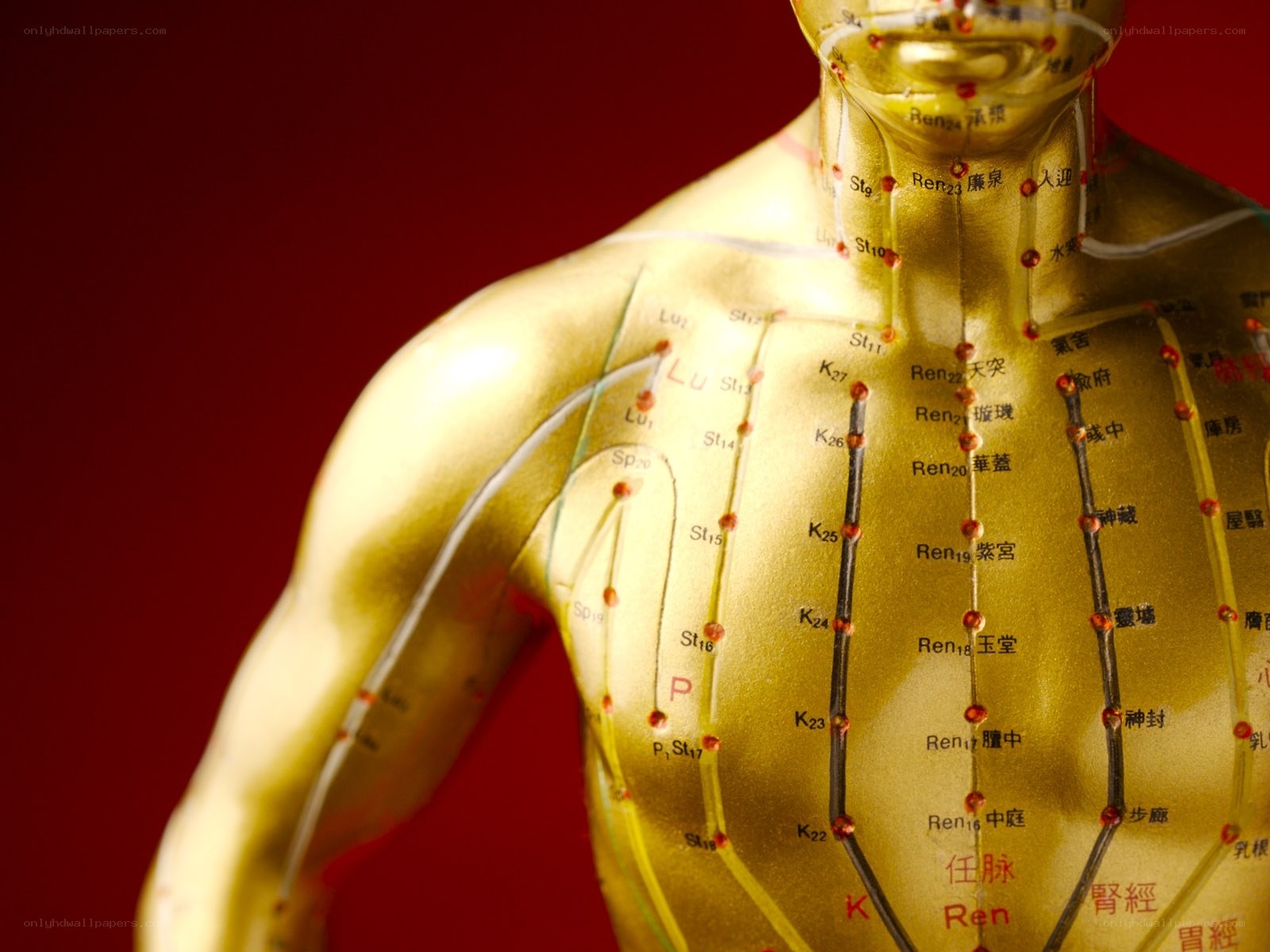 acupuncture model of human torso