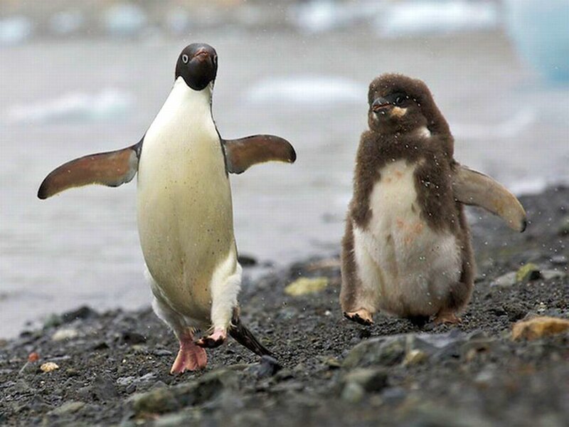 Adélie Penguin and Chick