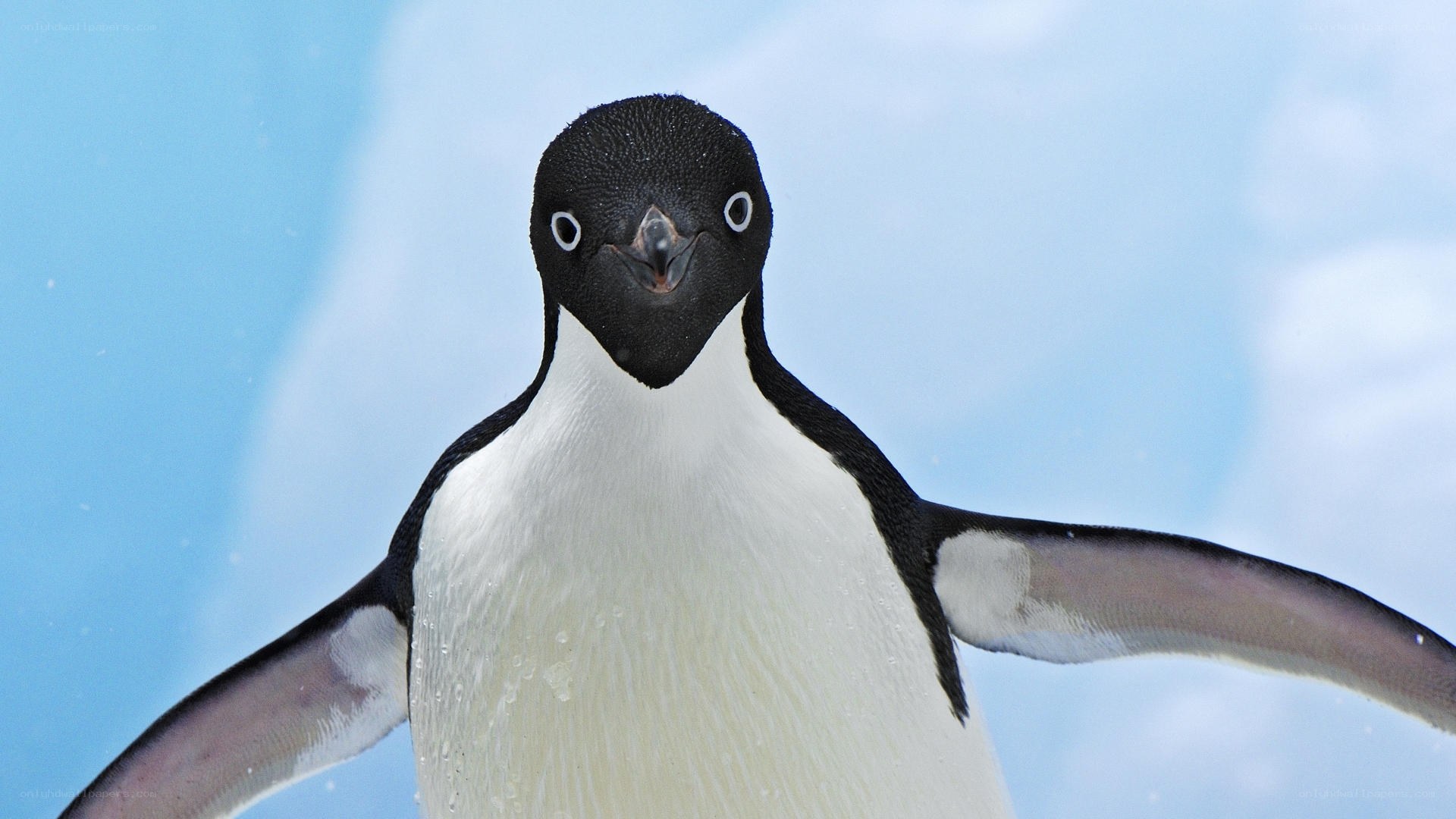 Adélie penguin in Antarctica