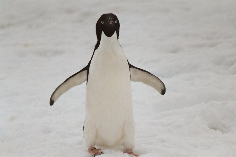 Adélie penguin on snow