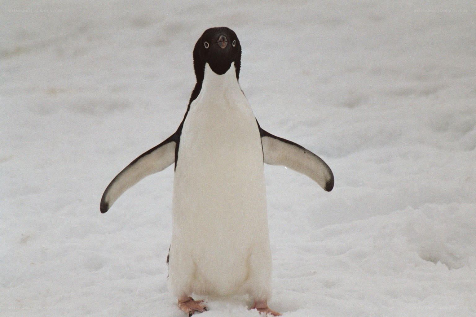 Adélie penguin on snow