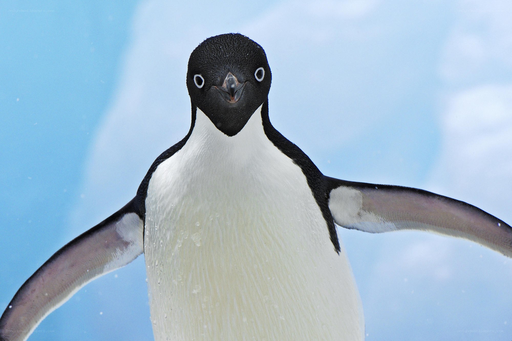 Adélie penguin portrait