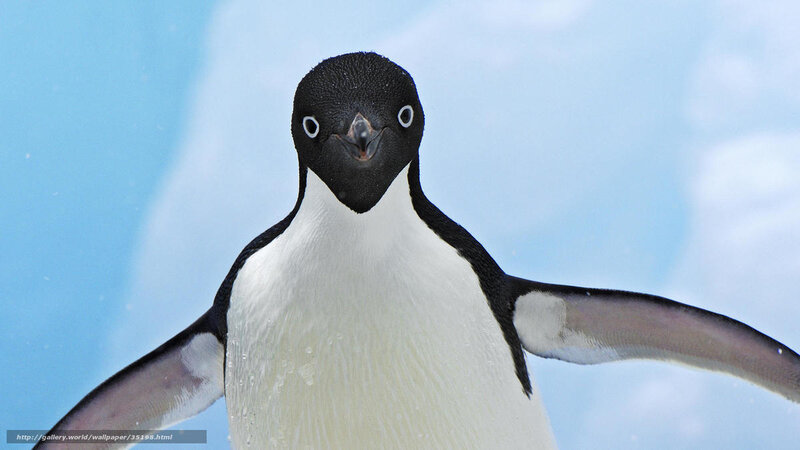 Adélie penguin portrait