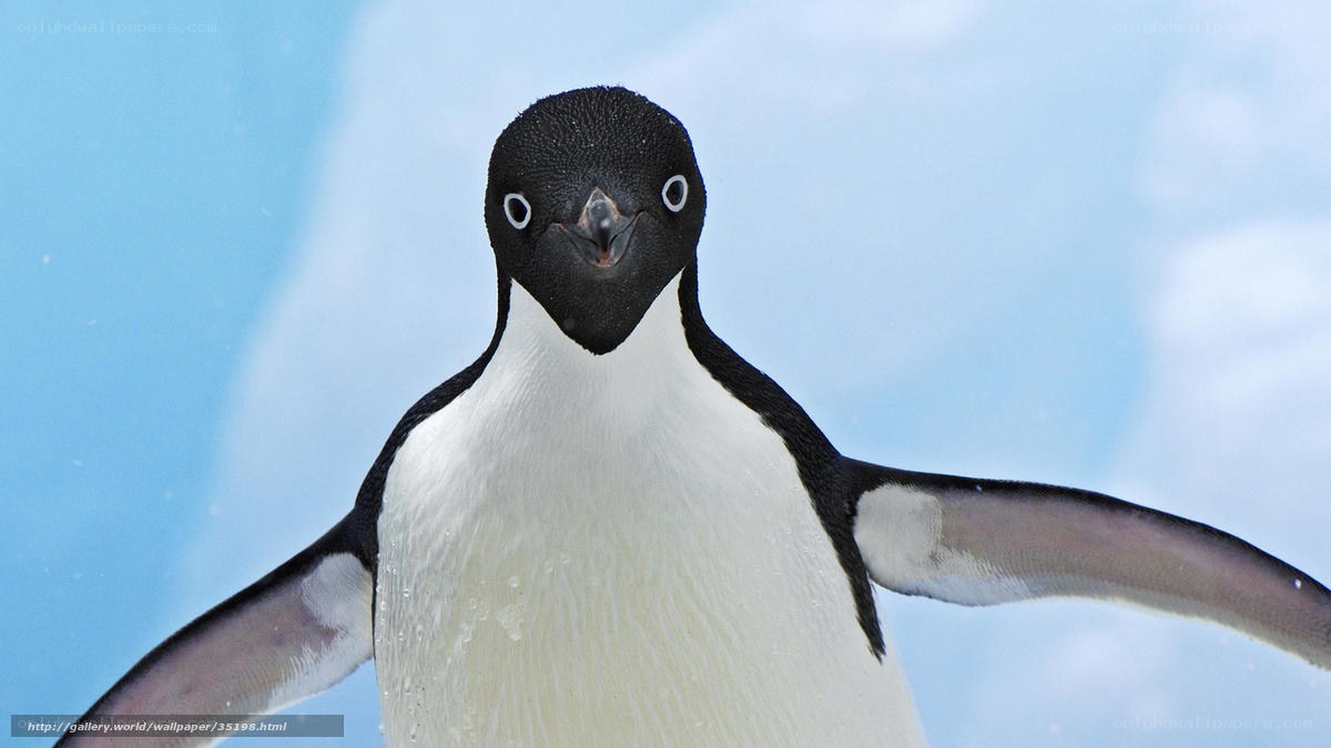 Adélie penguin portrait