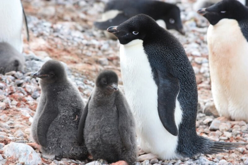 Adélie Penguin with Chicks