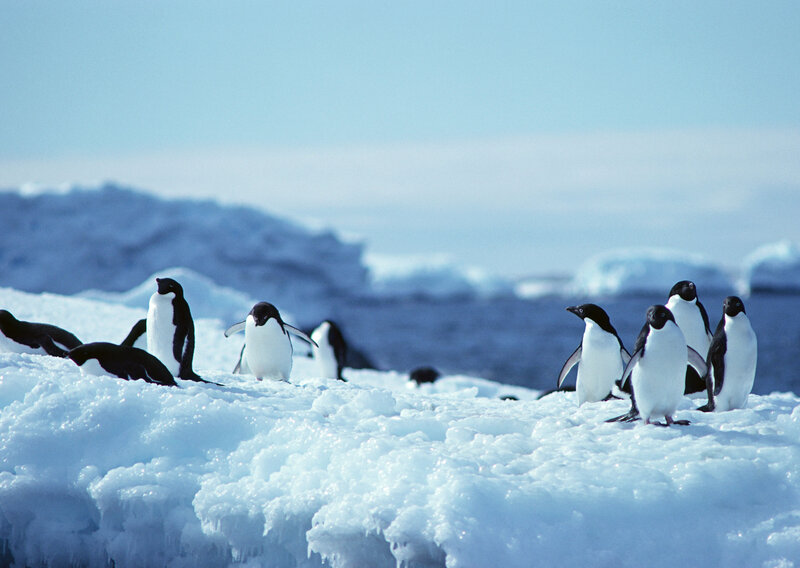 Adélie Penguins on Ice — Blue, Cold