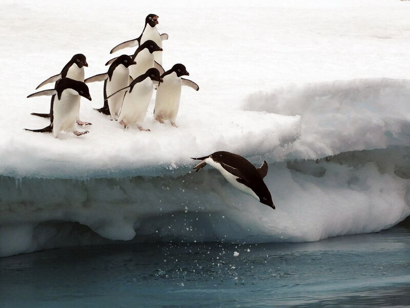Adélie Penguins on Ice