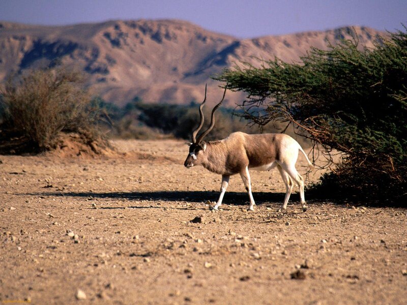 Addax Antelope in Desert — Brown