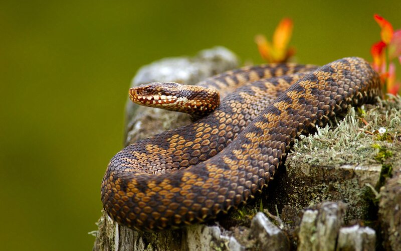 Adder Snake on Log — Brown