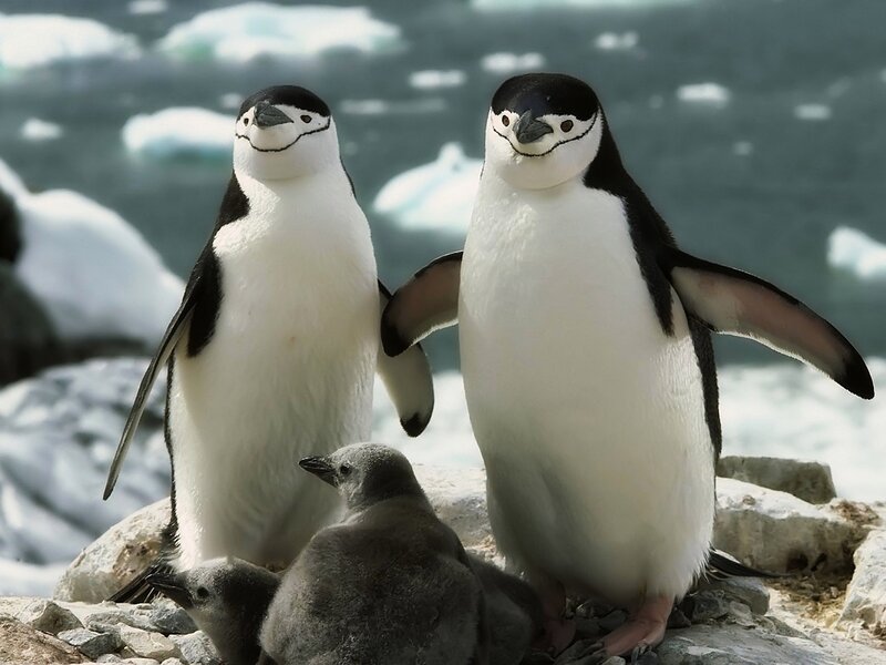 Adelie Penguin Family