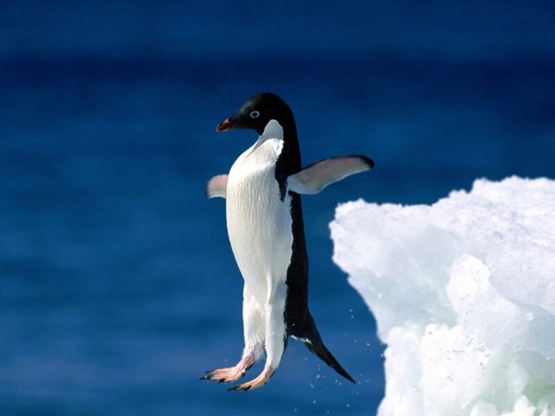 Adelie Penguin Jumping — Blue, Dynamic, Photograph, Ice, Ocean, White