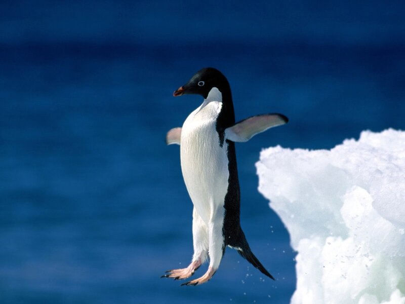 Adelie Penguin Jumping — Blue, Dynamic, Photograph