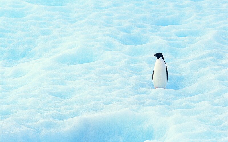 Adelie Penguin on Ice — Blue, Serene