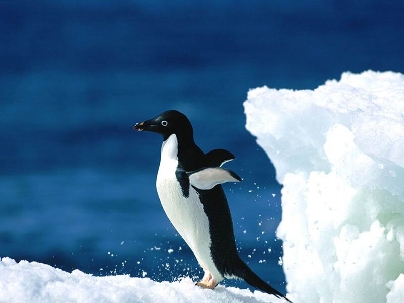 Adelie Penguin on Ice