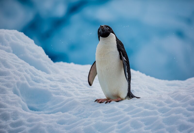 Adelie Penguin on Ice — White
