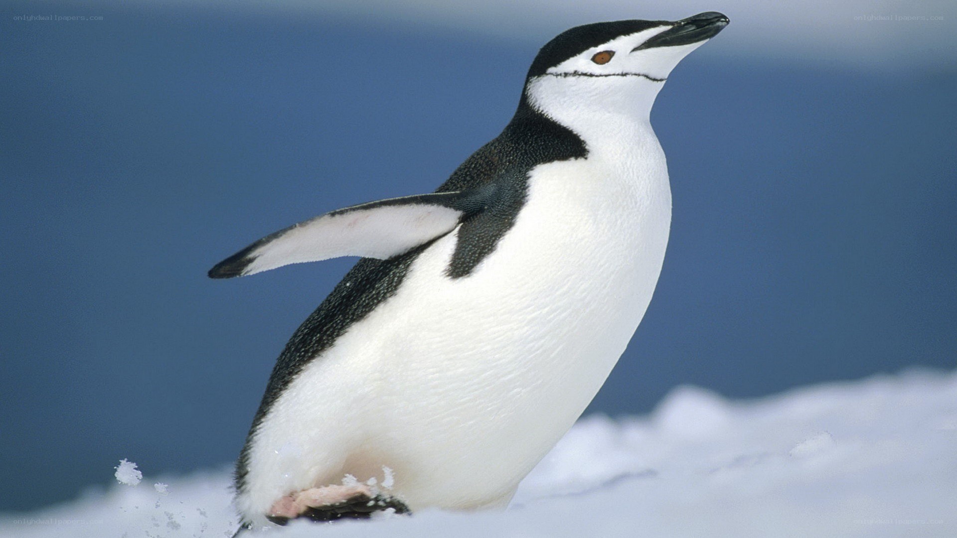 Adelie penguin on snow