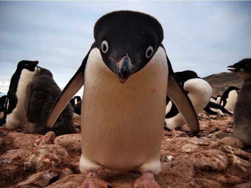 Adelie Penguin Standing — Black