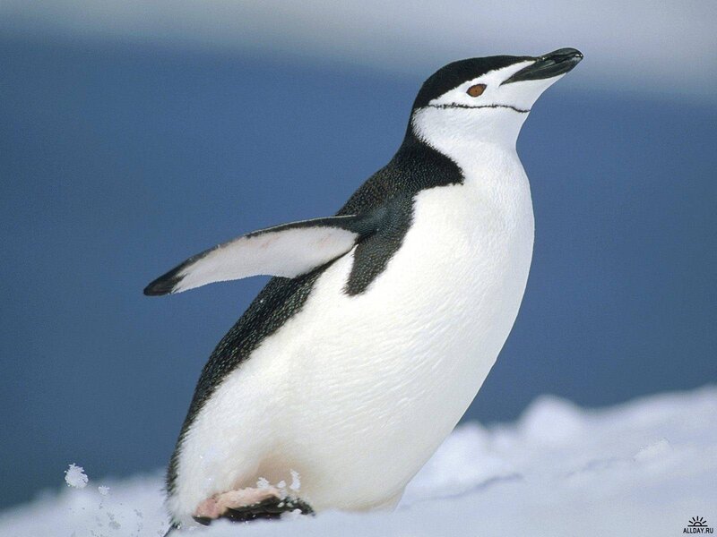 Adelie Penguin Standing