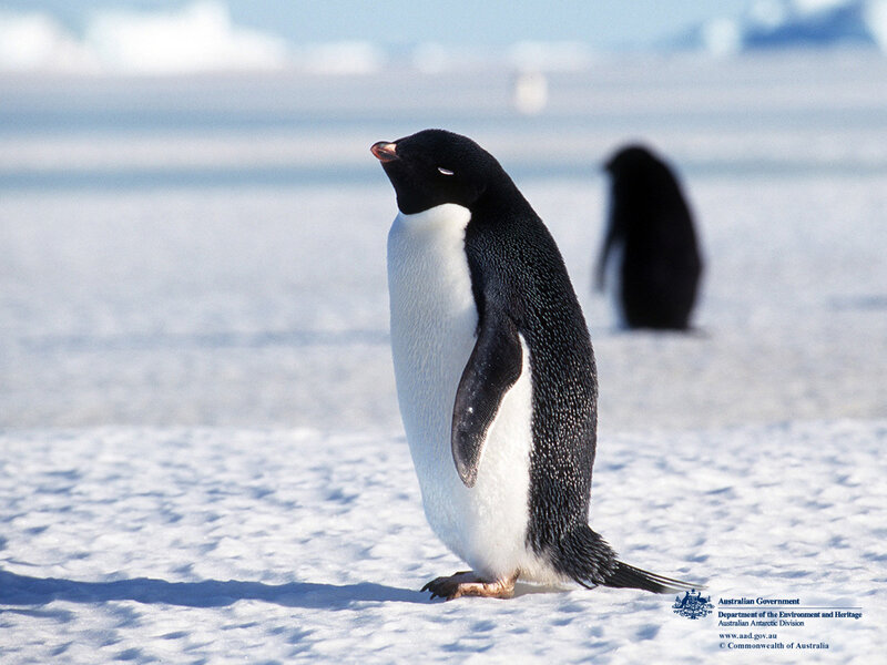 Adelie Penguin Standing — White