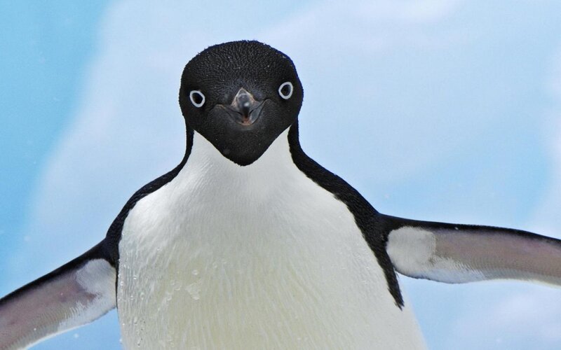 Adelie Penguin