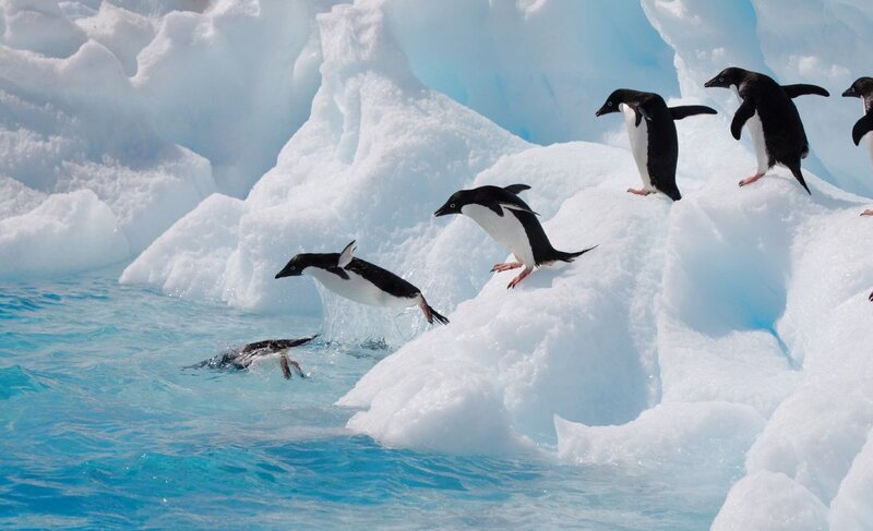 Adelie Penguins on Ice — Blue, Active
