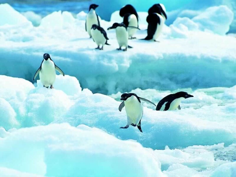 Adelie Penguins on Ice — Blue, Cold, Photograph