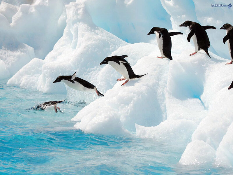 Adelie Penguins on Ice — Blue