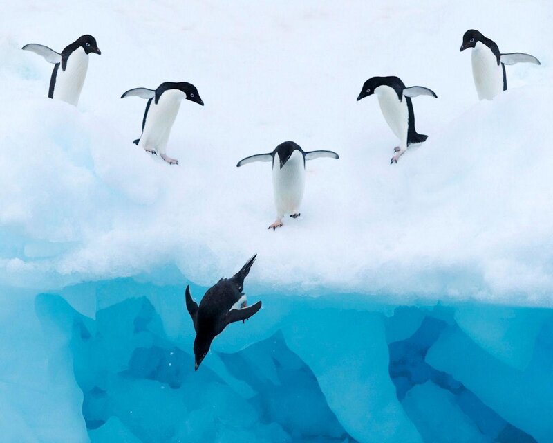 Adelie Penguins on Ice — White, Calm