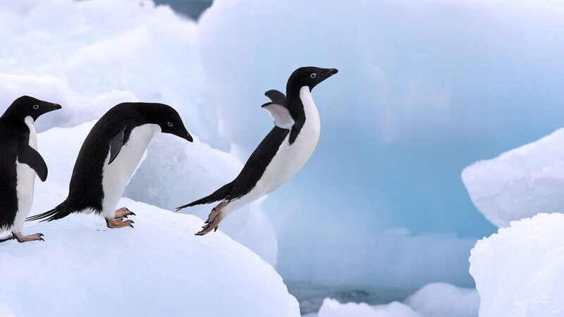 Adelie Penguins on Ice — White, Cold, Photograph