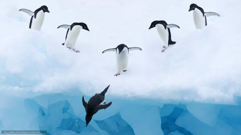 Adelie Penguins on Ice — White, Cold, Winter, Photograph