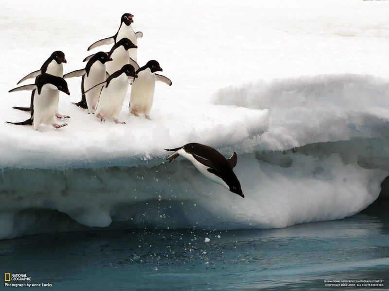 Adelie Penguins on Ice — White, Dramatic