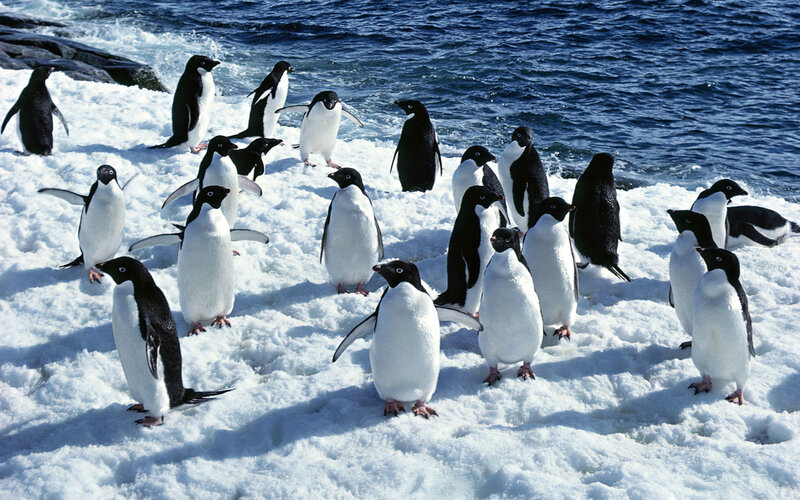 Adelie Penguins on Ice — White