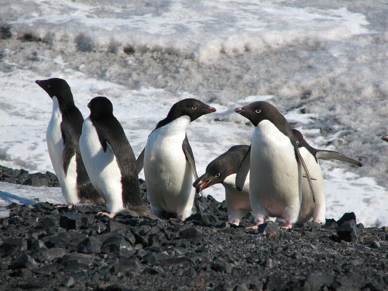 Adelie Penguins on Rocks — Black