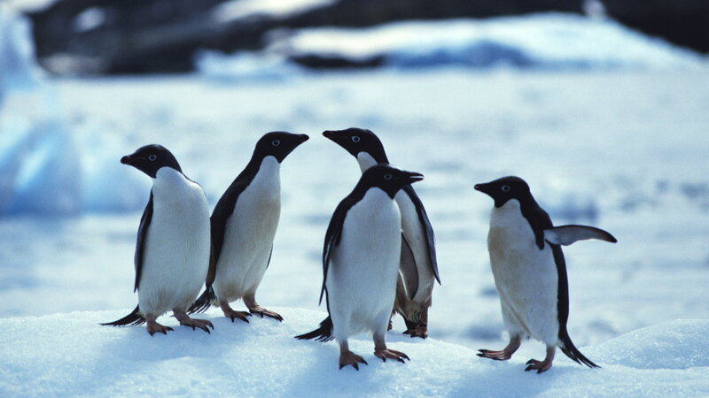 Adelie Penguins on Snow
