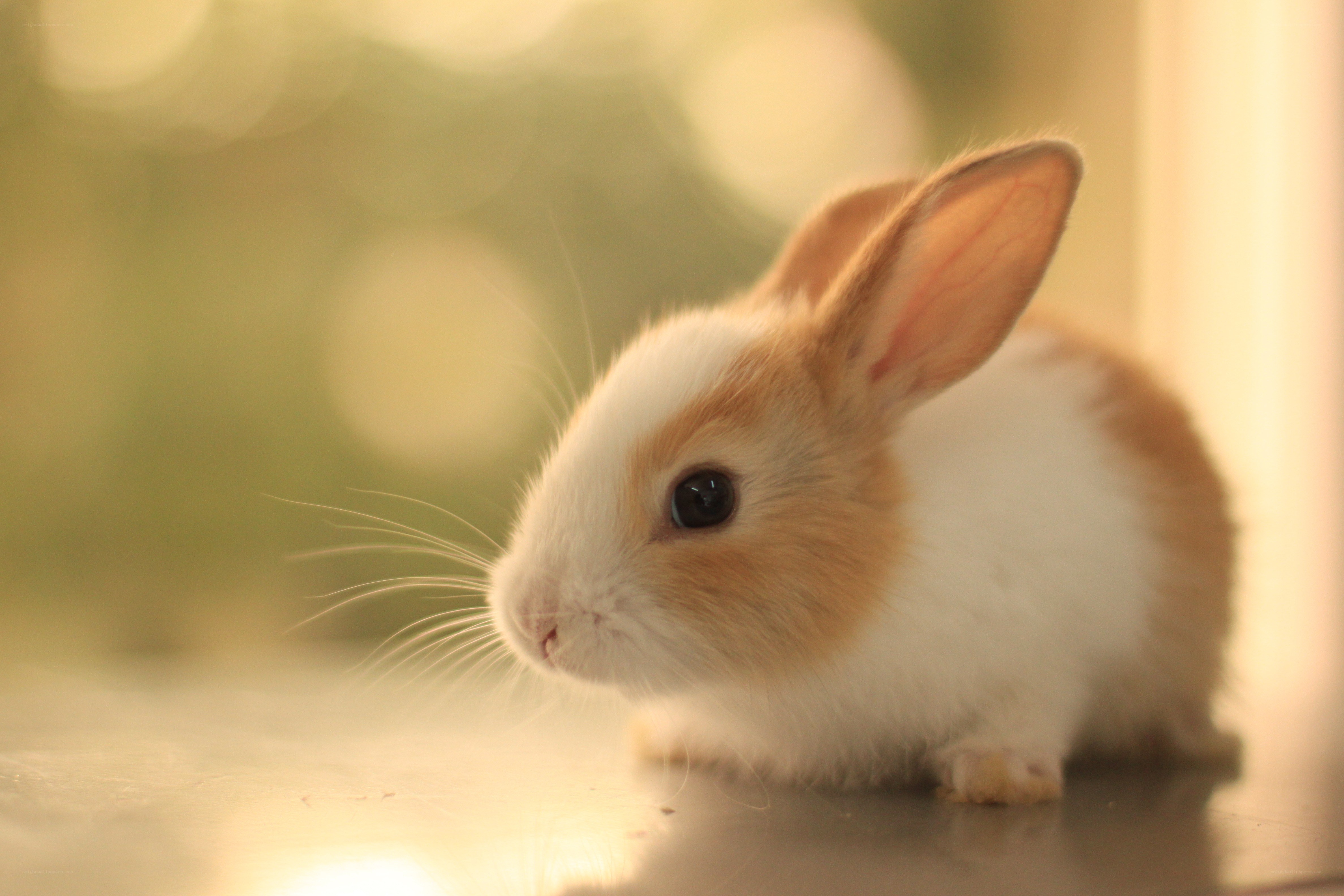 adorable baby bunny