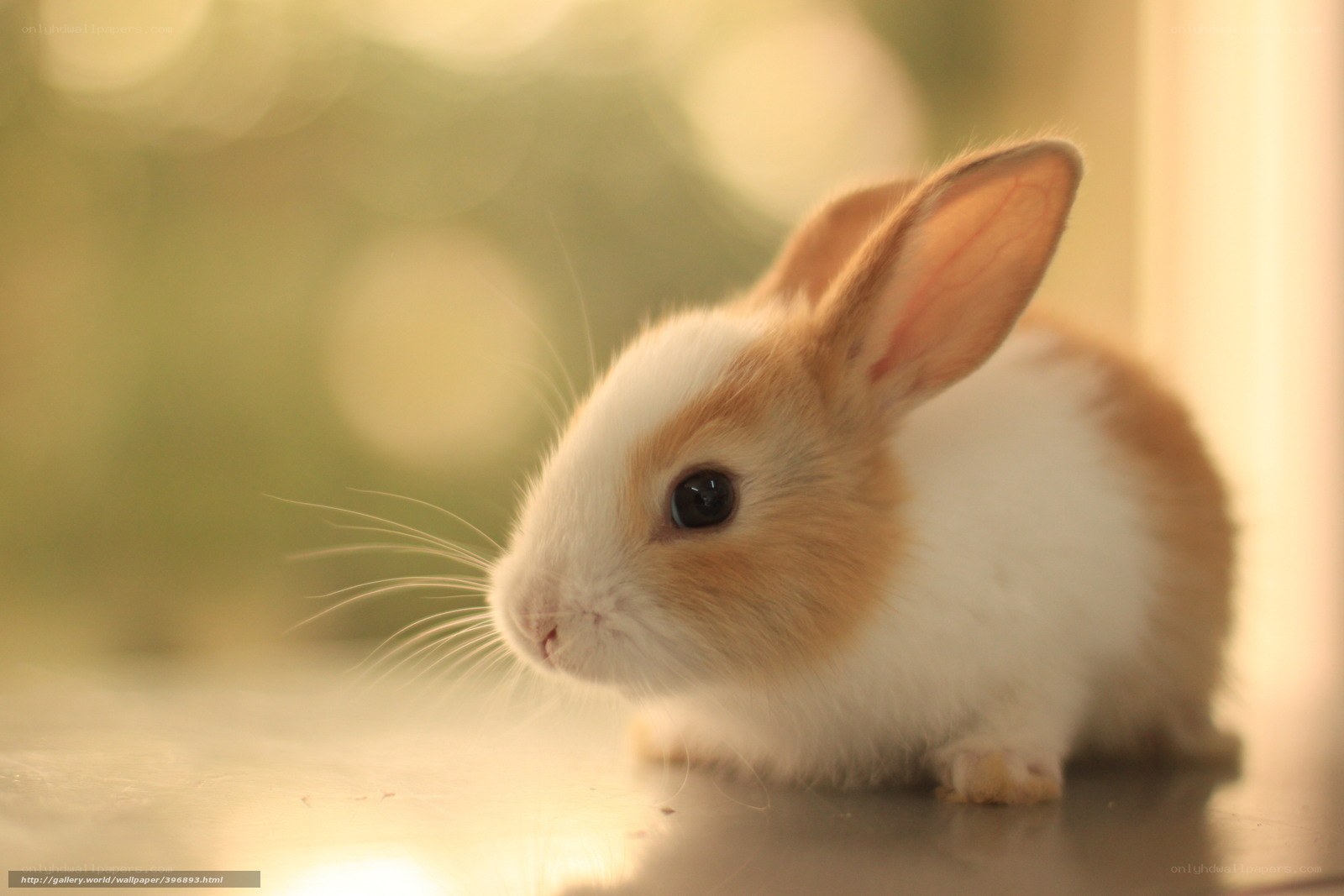 adorable baby bunny