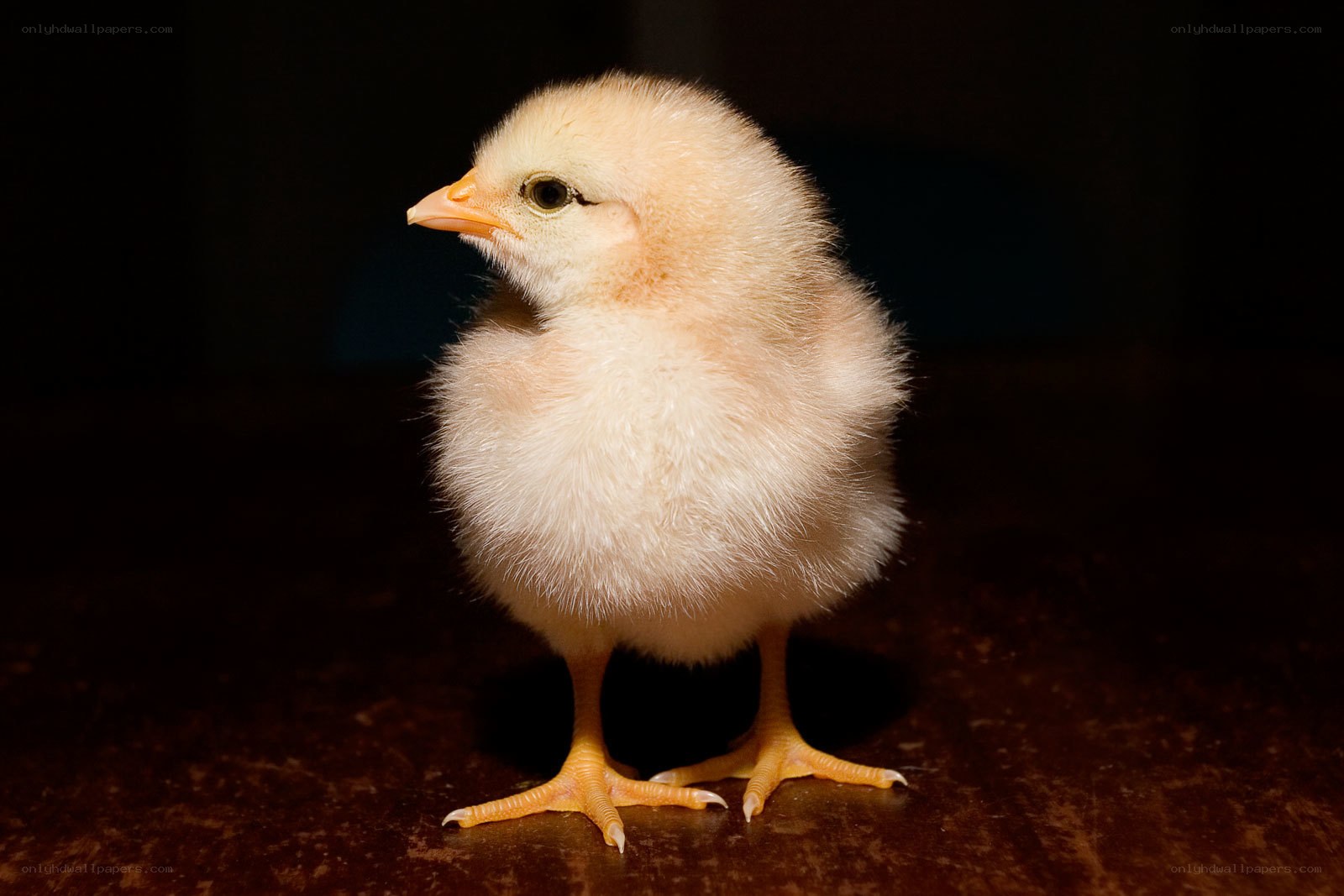Adorable baby chick
