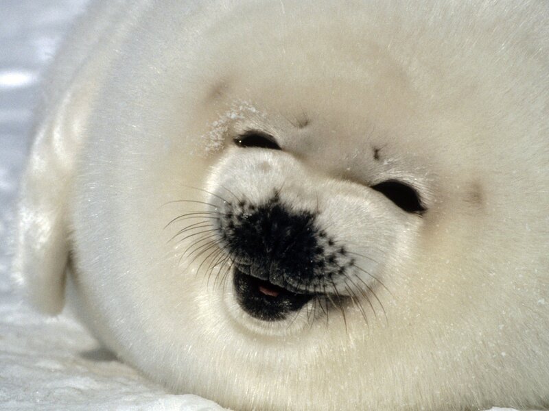 adorable baby harp seal