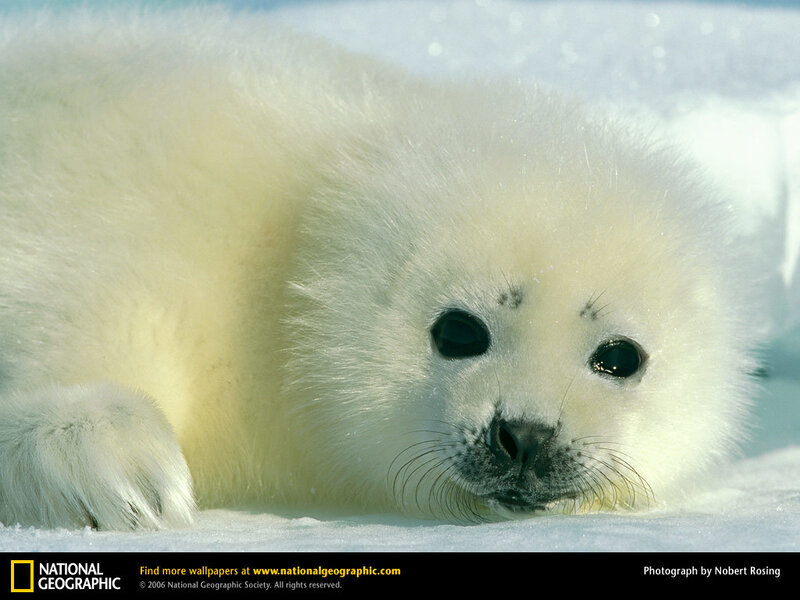 Adorable baby harp seal