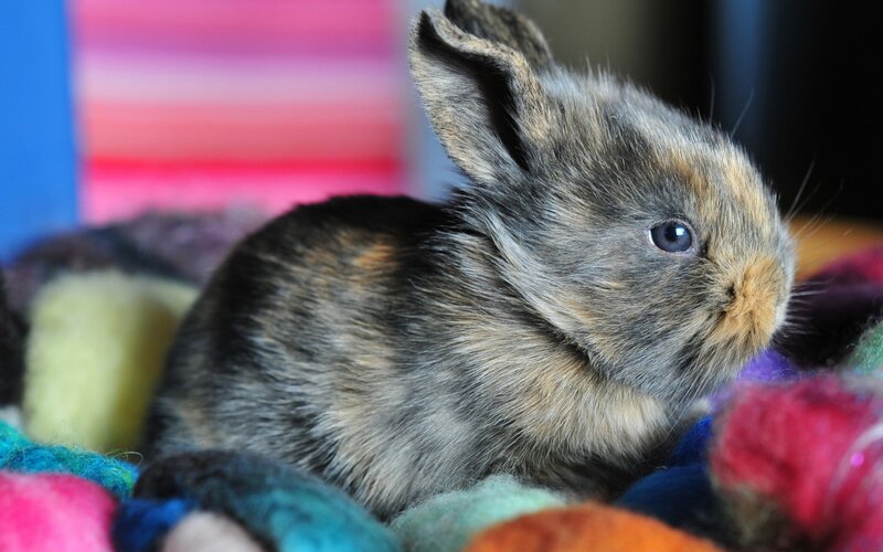 adorable baby rabbit