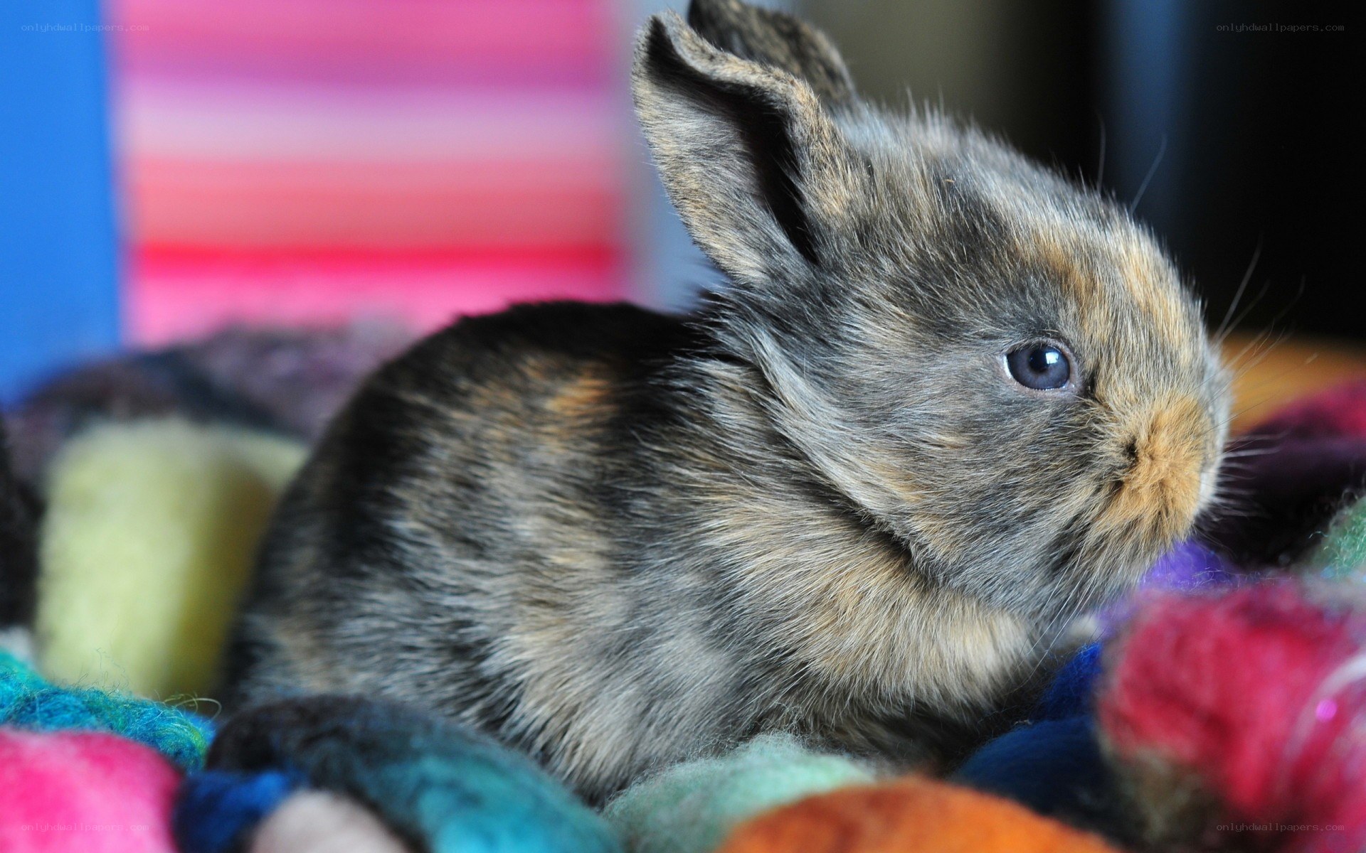 adorable baby rabbit