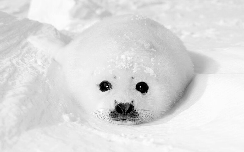 Adorable baby seal in snow