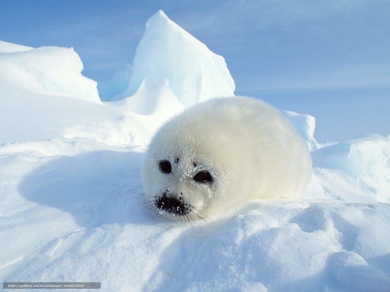 Adorable baby seal on ice