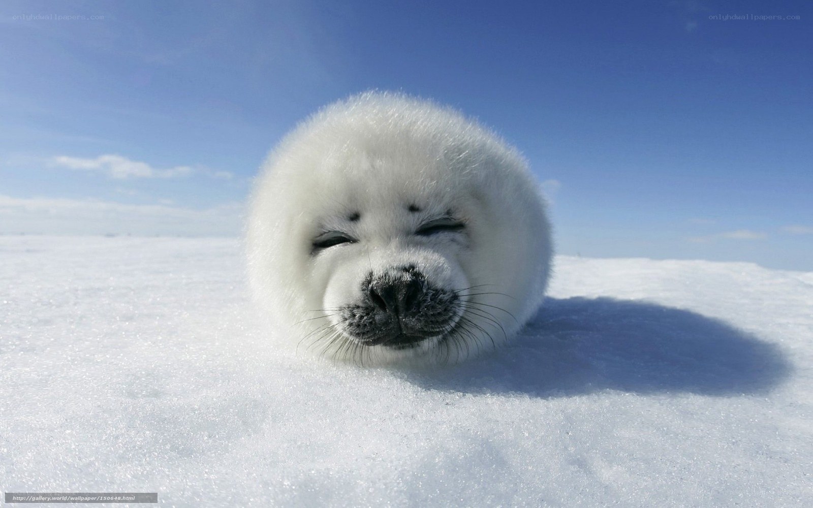 Adorable baby seal on ice