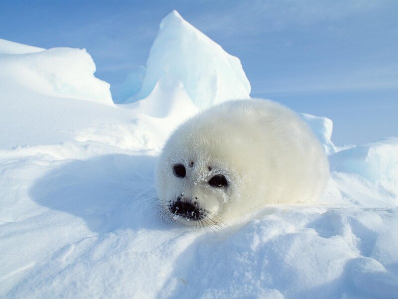 Adorable baby seal on ice